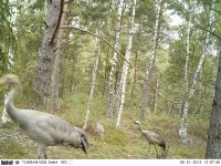 Common crane