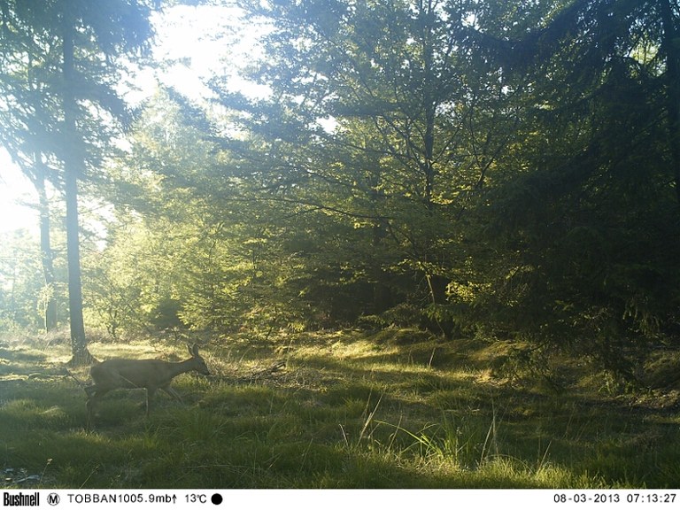 Roe deer