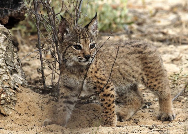 leopard cub — Biogeography