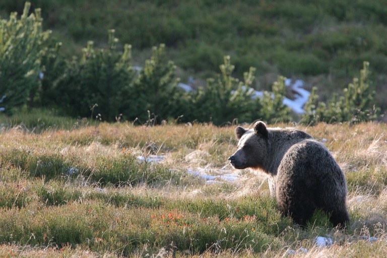 Pic1_BrownBear_PolishTatra.jpg