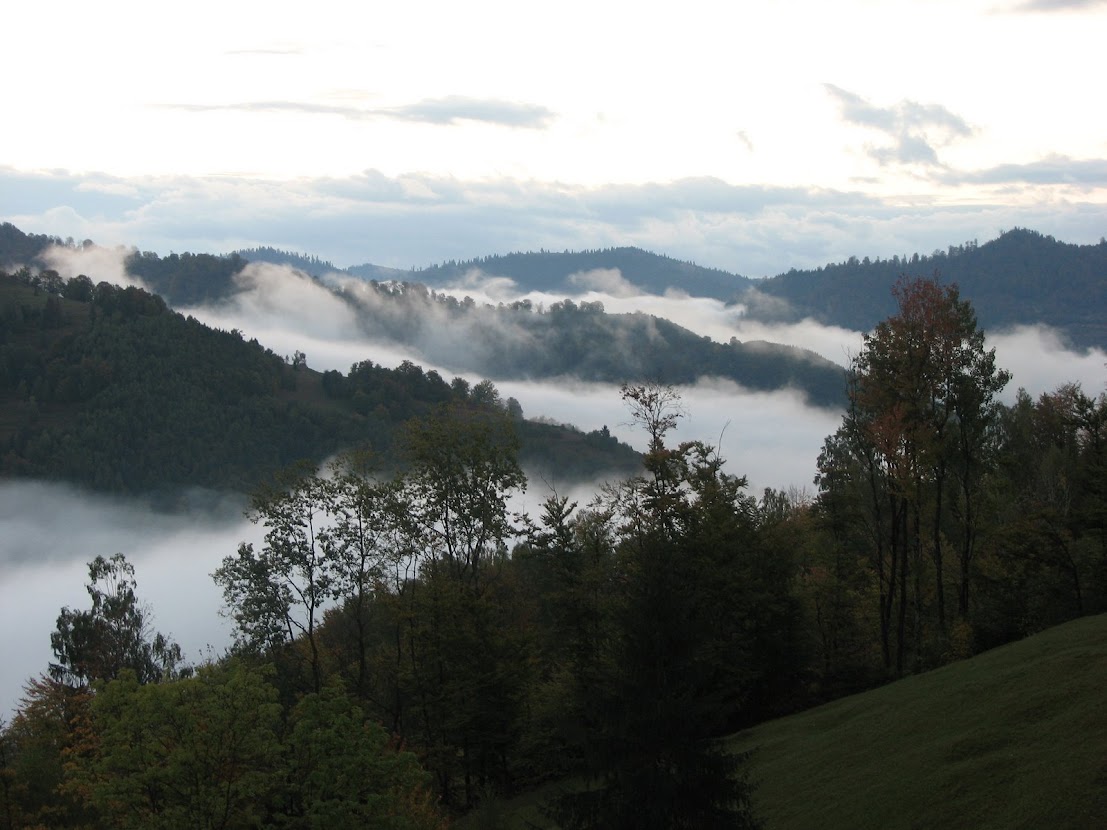 Photo_Forest_Romania_CM