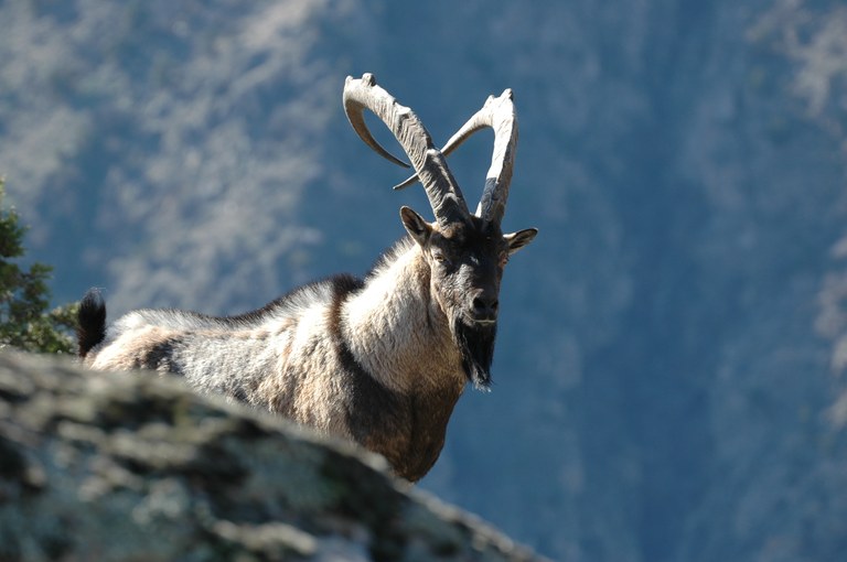 Kuemmerle_foto_bezoar_goats