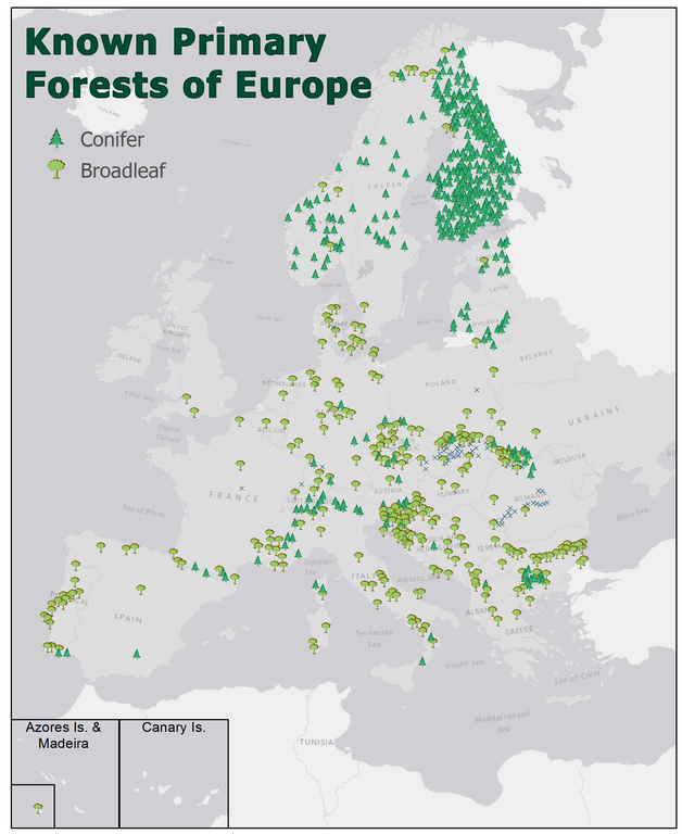 Where are Europe’s last primary forests?