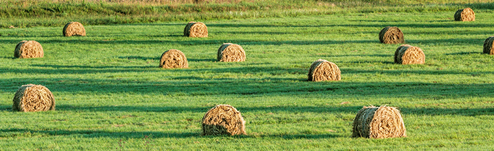 meadow with hay bales